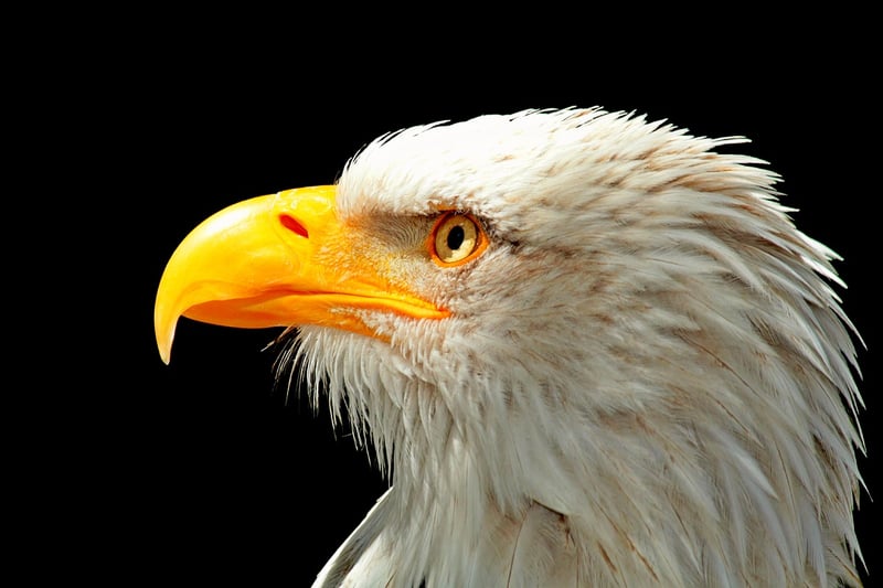 Bald eagle in flight