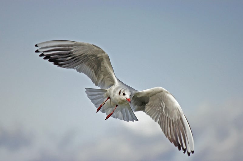 Seagulls flying over the beach